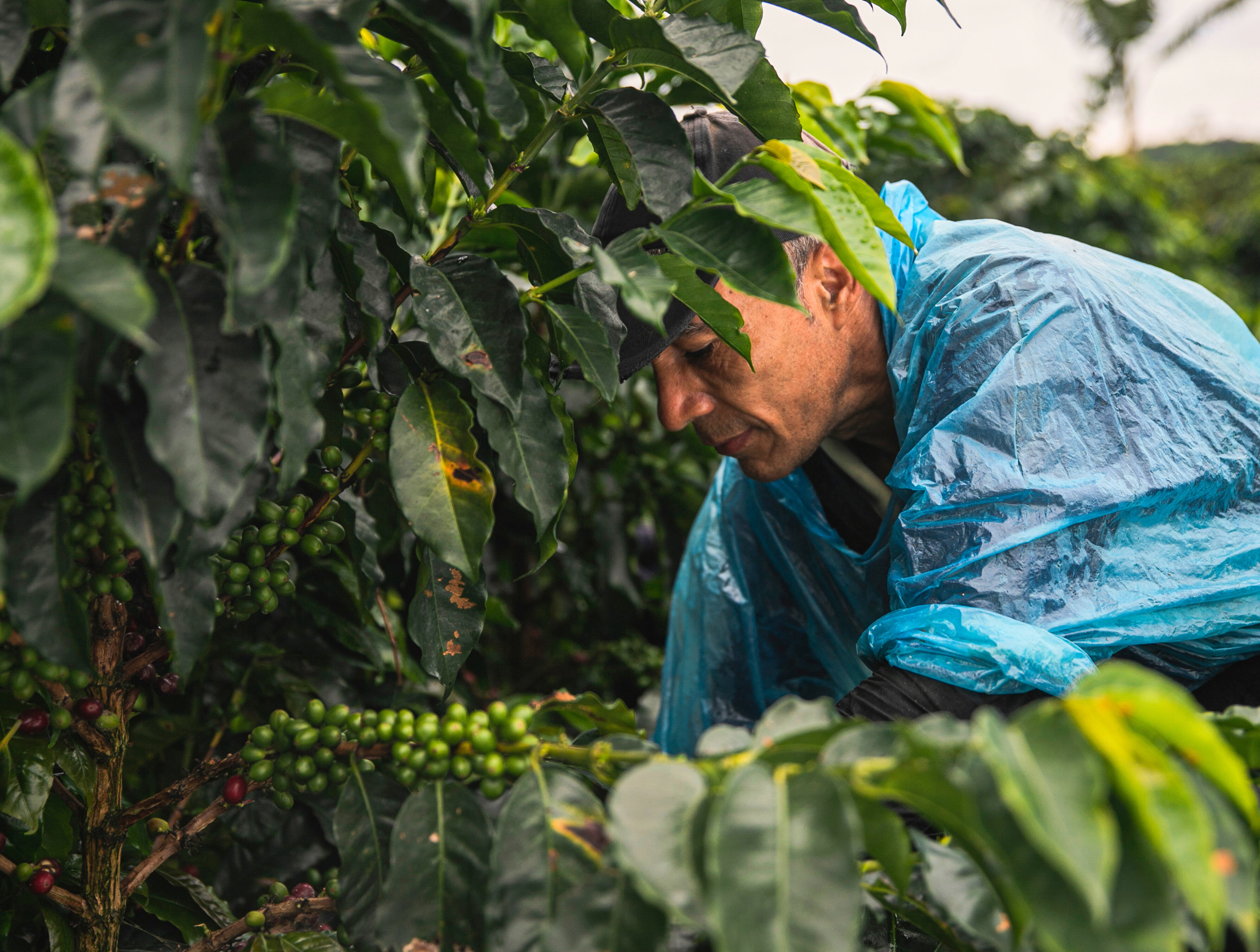 Lush coffee farm landscape, the source of our single origin beans.